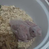 جوجه عروس هلندی آلبینو|پرنده|تربت جام, امام|دیوار