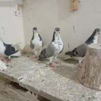 کبوتر|پرنده|خمینی‌شهر, |دیوار