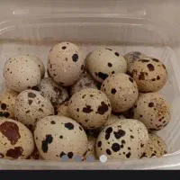 تخم بلدرچین