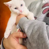 گربه پرشین اسکاتیش ماده|گربه|رشت, جهاد|دیوار