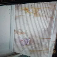 پرده زبره نو بیست روزاستفاده شده