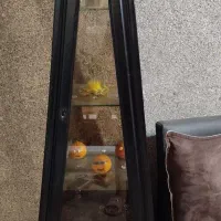 بوفه