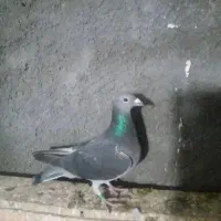 مسافتی|پرنده|شیراز, ارم|دیوار