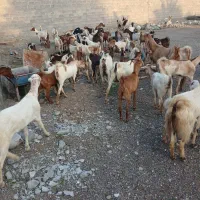 بز داشتی|حیوانات مزرعه|میناب, |دیوار