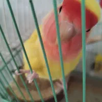 یک عدد طوطی کوتوله|پرنده|شهرضا, |دیوار