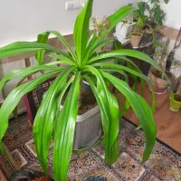 گل فروشی|گل و گیاه طبیعی|تربت‌حیدریه, فرمانداری|دیوار