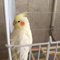 عروس هلندی ماده لوتینو|پرنده|مشهد, ایثار|دیوار