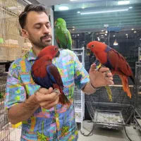 بورس طوطی اکلکتوس دستی سخنگو جوجه و بالغ|پرنده|تهران, دردشت|دیوار
