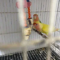 کوتوله|پرنده|زابل, |دیوار