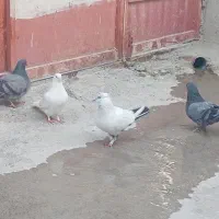 کبوتر