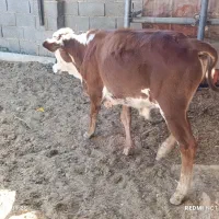 گوساله نر دورگ سیمینتال