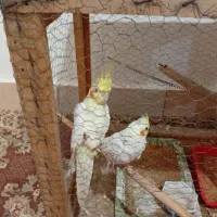 عروس روتینو جفت به شرط