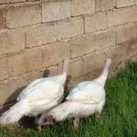 بوقلمون پرورشی