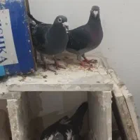 جفت آلمانی چاپی پلاکی