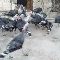 روستای هلوش|حیوانات مزرعه|پلدختر, |دیوار