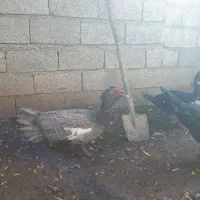 اردک اسرائیلی طوسی نر|حیوانات مزرعه|قائم‌شهر, |دیوار