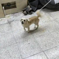 سگ پشمالو|سگ|اهواز, گلدشت|دیوار