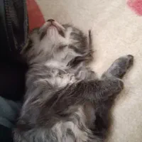 واگذاری بچه گربه