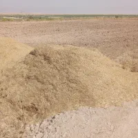 کاه گندم سفید