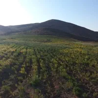 کاه عدس|لوازم جانبی حیوانات|اسفراین, |دیوار