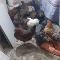 مرغ جوان|حیوانات مزرعه|پاوه, |دیوار