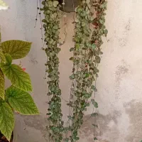 گل گل گل|گل و گیاه طبیعی|رشت, تازه آباد|دیوار