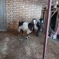 بز آبستن و چوش و بره نر ماده|حیوانات مزرعه|سیمین شهر, |دیوار