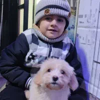 سگ پامر شیتزو|سگ|فشاپویه, |دیوار