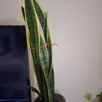 ساسوریا لب طلایی