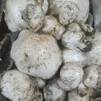 قارچ کوهی