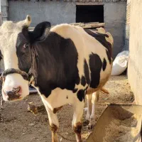 گاو کراده|حیوانات مزرعه|کوزران, |دیوار