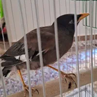 مینا ۳ماهه