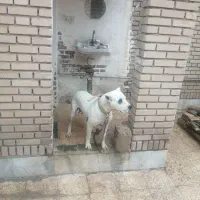 سگ‌داگو آرژانتینی ماده