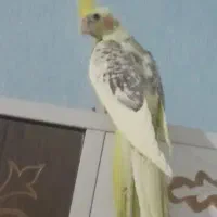 عروس هلندی دوکت پروانه ای