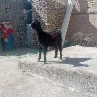 گوسفند