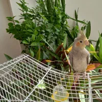 عروس هلندی|پرنده|مبارکه, |دیوار