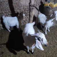 2عدد بز دو دو رگ پاکستانی|حیوانات مزرعه|ماهان, |دیوار