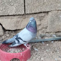 نر سبز صدادار نسل قدیم عطیقه|پرنده|مسجد سلیمان, |دیوار