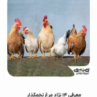 ۱۵ عدد مرغ تخم گذار