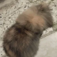 خرگوش هلندی