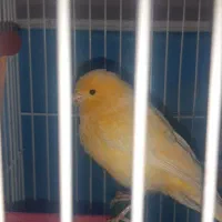 قناری نر زرد