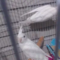 فروش یک جفت عروس مولد اولین تخم گذاشته|پرنده|ایرانشهر, |دیوار