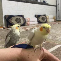 عروس هلندی|پرنده|شیراز, میانرود|دیوار