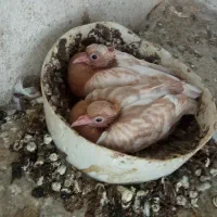 یک جفت کله‌سرخ‌نرماده‌زرد