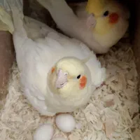 عروس هلندی
