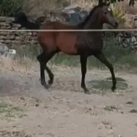 کره اسب اصیل کرد