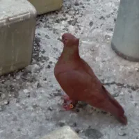 پنج جفت نرماده  زرد سرخ اسطوره