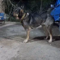 سگ پژدر ماده ۲ ساله