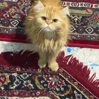گربه پرشین رایگان