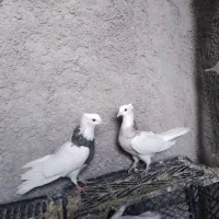 کبوتر